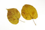 american basswood (Tilia americana)