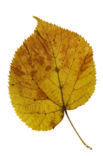 american basswood (Tilia americana)