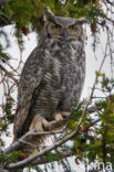 Amerikaanse Oehoe (Bubo virginianus)