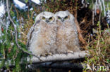 Great Horned Owl (Bubo virginianus)