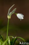 Armbloemig look (Allium paradoxum)