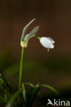 Armbloemig look (Allium paradoxum)