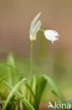 Armbloemig look (Allium paradoxum)