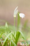 Armbloemig look (Allium paradoxum)