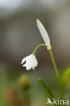 Armbloemig look (Allium paradoxum)