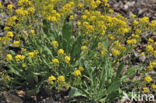 basket of gold (Aurinia saxatilis)