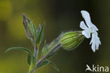 Avondkoekoeksbloem (Silene latifolia)