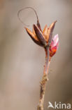 Azalea (Azelea spec)