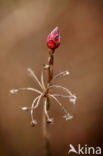 Azalea (Azelea spec)