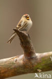 Common Redpoll (Carduelis flammea)
