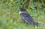Ring Ouzel (Turdus torquatus)