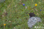 Ring Ouzel (Turdus torquatus)