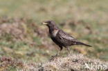 Ring Ouzel (Turdus torquatus)