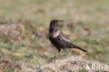 Ring Ouzel (Turdus torquatus)