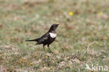 Ring Ouzel (Turdus torquatus)