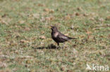 Ring Ouzel (Turdus torquatus)