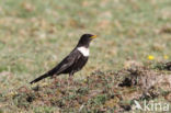 Ring Ouzel (Turdus torquatus)