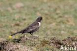 Ring Ouzel (Turdus torquatus)