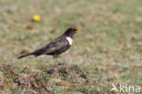 Ring Ouzel (Turdus torquatus)