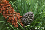 Mountain Pine (Pinus mugo)