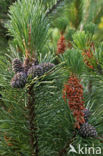 Bergden (Pinus mugo)