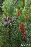 Mountain Pine (Pinus mugo)