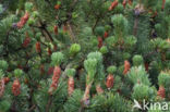 Mountain Pine (Pinus mugo)