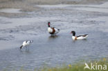 Shelduck (Tadorna tadorna)