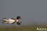 Shelduck (Tadorna tadorna)