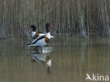 Shelduck (Tadorna tadorna)