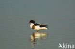 Shelduck (Tadorna tadorna)