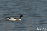 Shelduck (Tadorna tadorna)