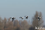 Shelduck (Tadorna tadorna)