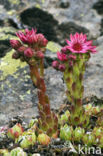 Mountain housleek (Sempervivum montanum)