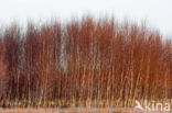 Birch (Betula)