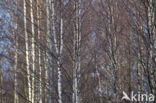 Birch (Betula)