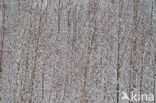 Birch (Betula)