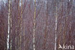 Birch (Betula)