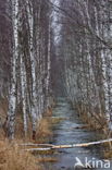 Birch (Betula)