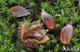 Beech (Fagus sylvatica)