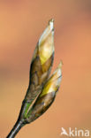 Beuk (Fagus sylvatica)