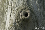 Beech (Fagus sylvatica)