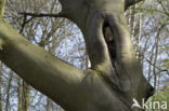 Beech (Fagus sylvatica)
