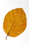 Beuk (Fagus sylvatica)