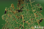 Beech (Fagus sylvatica)