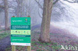 Beech (Fagus spec.)