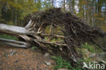 Beech (Fagus sylvatica)