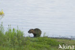 Beverrat (Myocastor coypus)