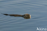 Coypu (Myocastor coypus)