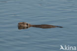 Coypu (Myocastor coypus)